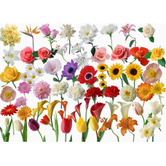 鲜艳鲜花