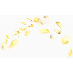 弧形排布金黄色树叶