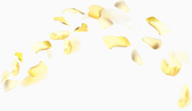 弧形排布金黄色树叶