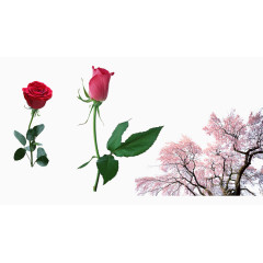 超清晰玫瑰花素材