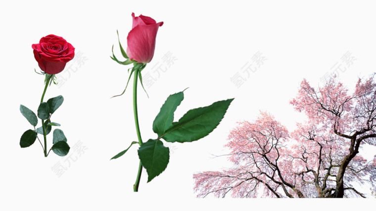 超清晰玫瑰花素材