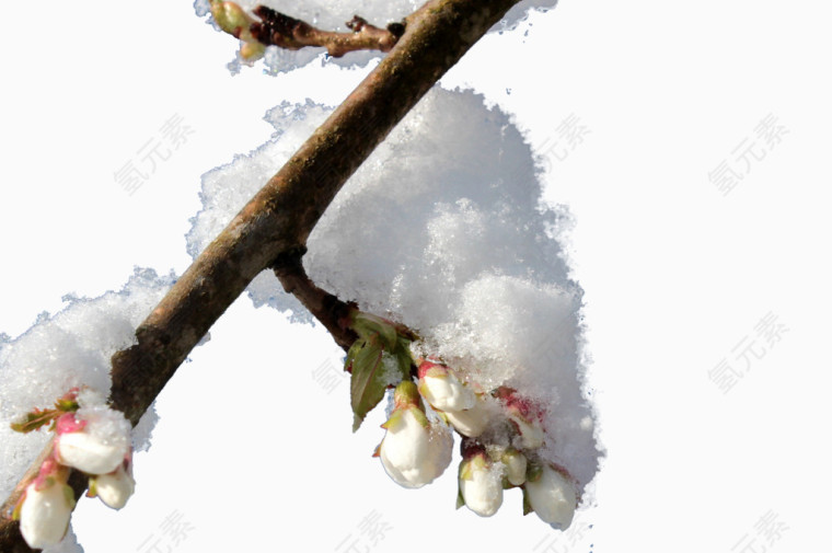 雪压梅枝