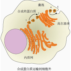 合成分泌蛋白运输过程