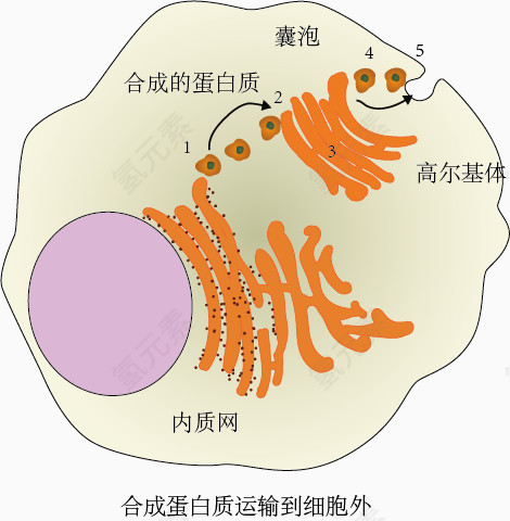 合成分泌蛋白运输过程