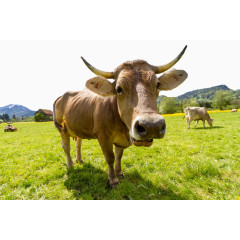 草原小黄牛