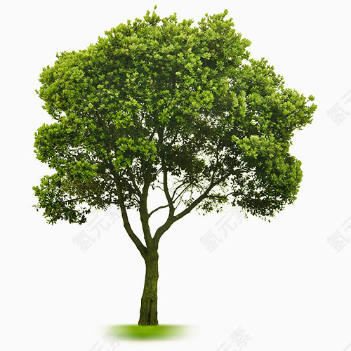 苍天大树
