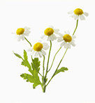 白色小雏菊花束