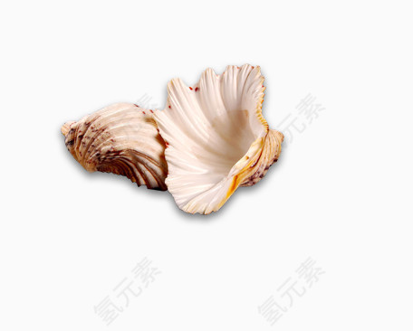 贝壳