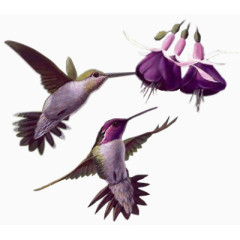 紫色蜂鸟