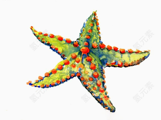 海星