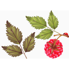 带着枝叶的新鲜覆盆子