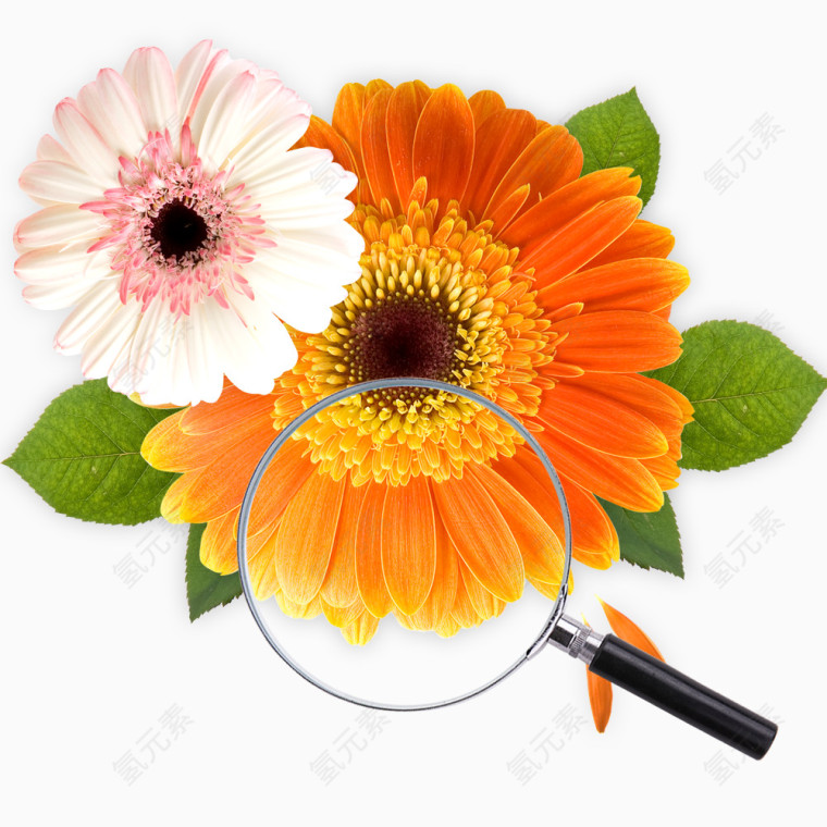 非洲菊花朵免抠素材