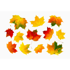 各种颜色的枫叶