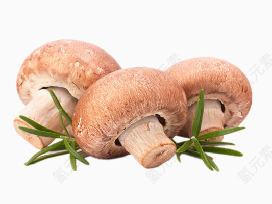 蘑菇