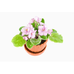 紫罗兰盆栽高清图片