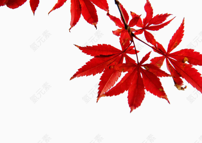 红枫叶
