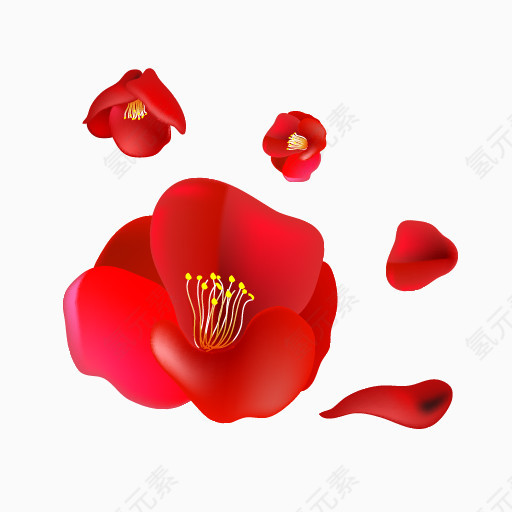 迎春花