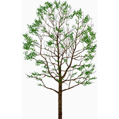 唯美绿色清晰大树