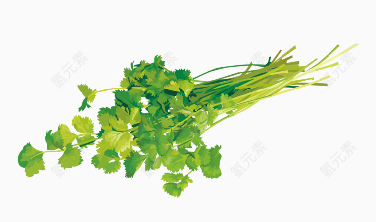 矢量香菜叶