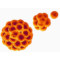 干细胞移植技术