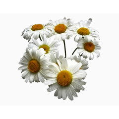 杭白菊花束图片素材