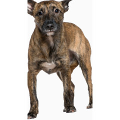 萌狗狗 品种狗 宠物狗 可爱