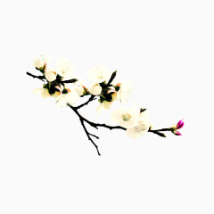 桃花 梨花 梅花