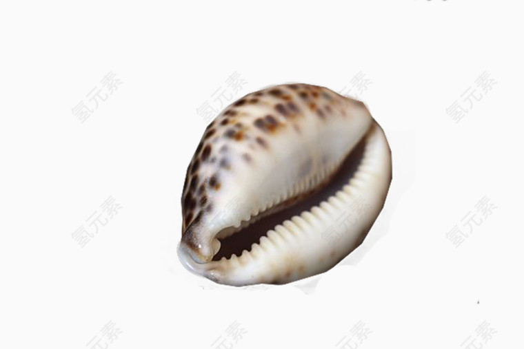 漂亮花纹海螺