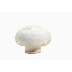 一颗新鲜的口蘑高清图片