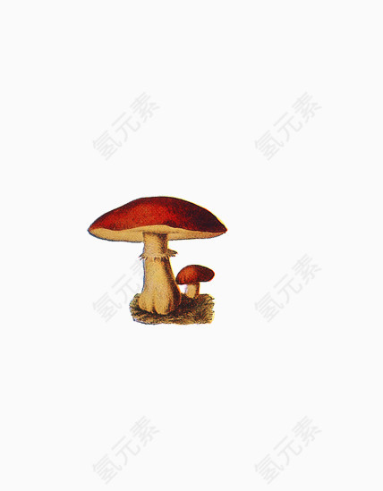 插画两个蘑菇
