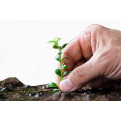 手指间的绿色植物