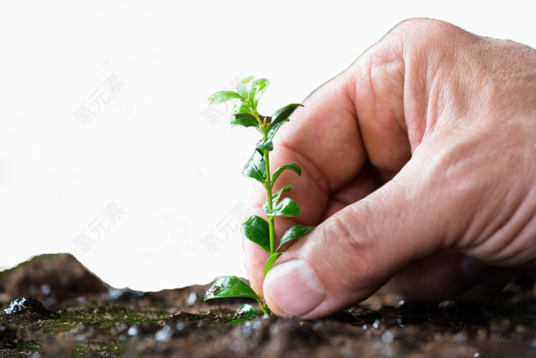 手指间的绿色植物