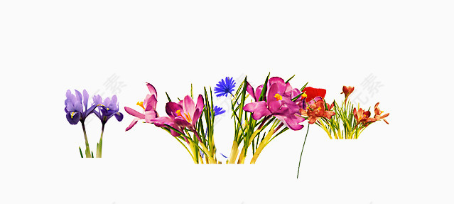 花卉花朵装饰图案