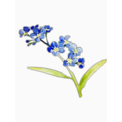 一枝手绘的勿忘我