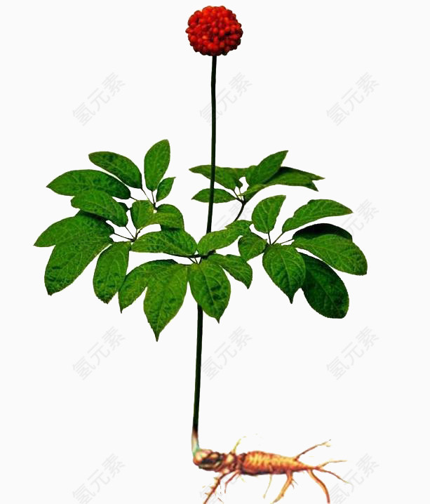 植物保健