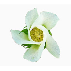 一朵半开未开的棉花