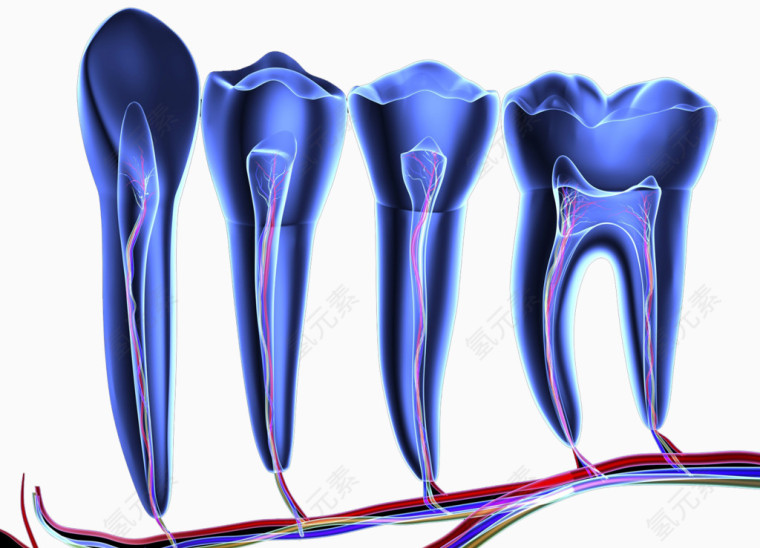 牙齿神经透视图