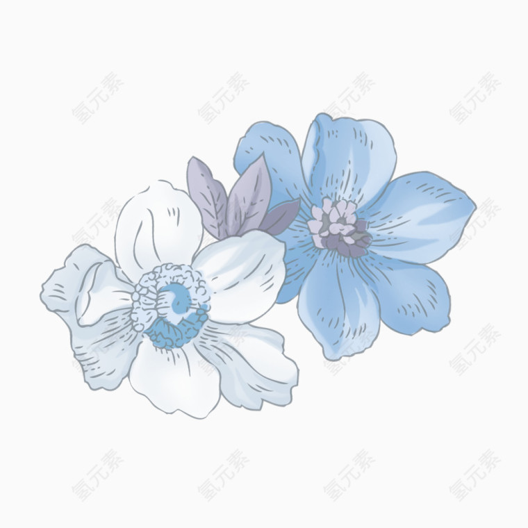 水彩牡丹花