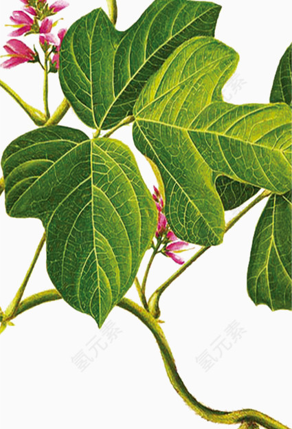 中药葛根