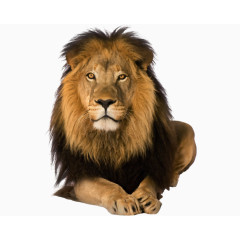 非洲大草原的狮子