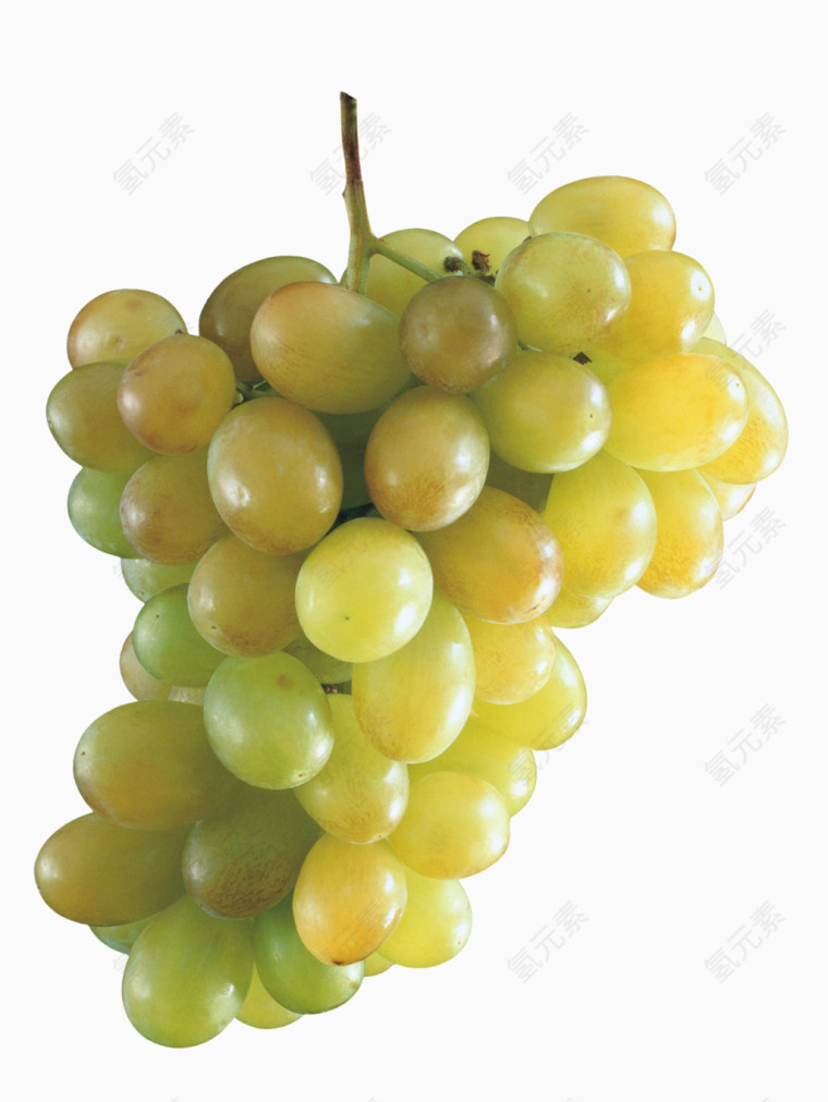 矢量葡萄实物