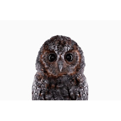 创意动物头像设计灰色猫头鹰