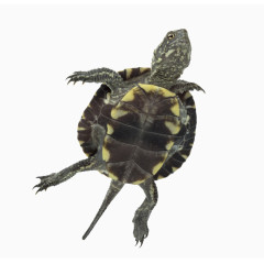 乌龟高清摄影图片