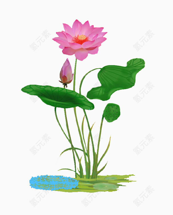 荷花元素
