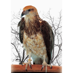 站立的褐色尖喙苍鹰