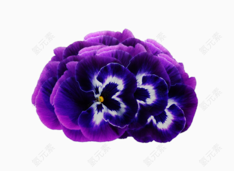 梦幻紫色花朵