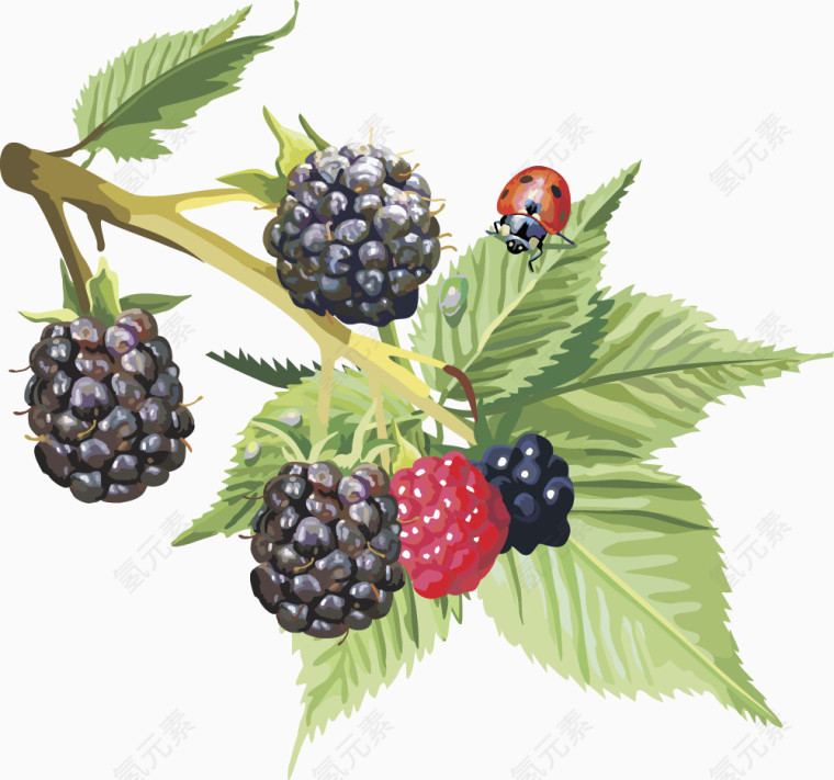 水果矢量图桑葚