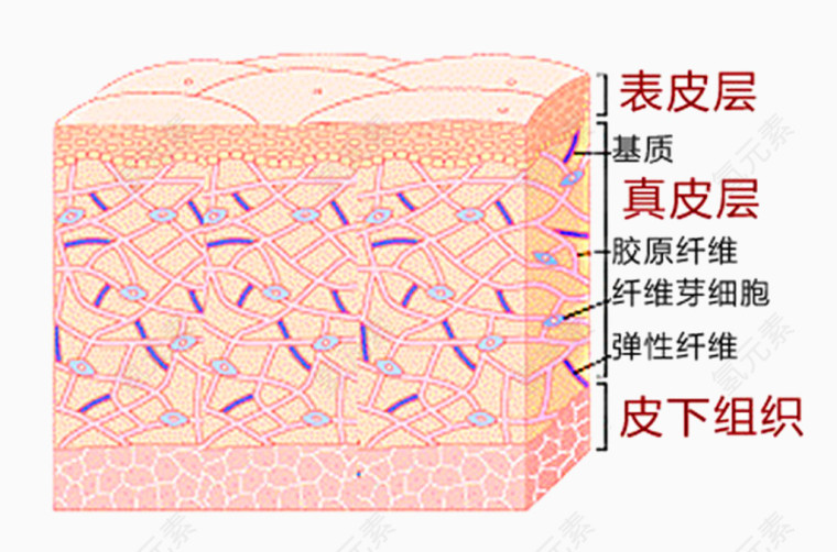 学习专用知识皮肤构成