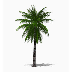 一棵3D棕榈树
