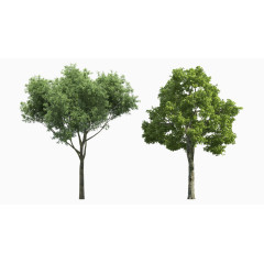 桉树和榕树图片素材